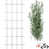 Podpora pro rostliny – zahradní mřížka 150 x 60cm - 7 