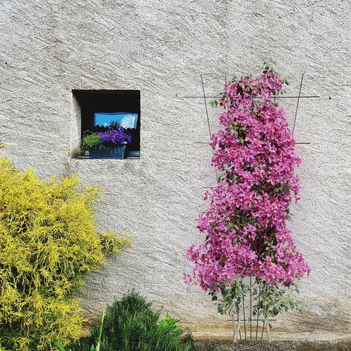 Podpora pro rostliny - zúžená zahradní mřížka 150 x 75 cm - 4